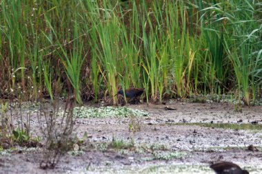 Avrupa su rayları, Rallus aquaticus, bir gölün kıyısındaki sazlıklarda saklı..