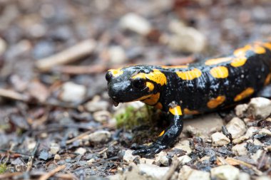 Ateş semenderi, Salamandra semenderi, yolda. 