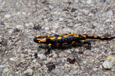 Ateş semenderi, Salamandra semenderi, yolda. 