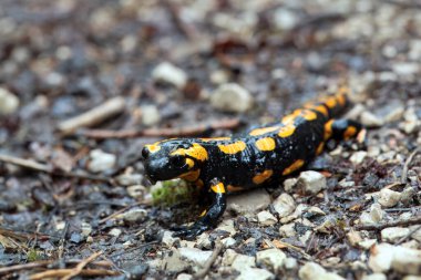 Ateş semenderi, Salamandra semenderi, yolda. 