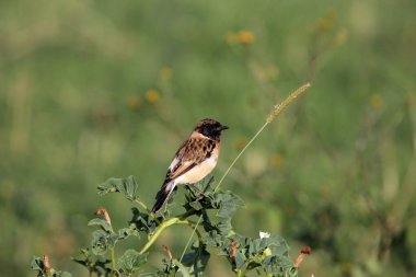 Asyalı taş ustası, Saksonya maurus, bir çalılıkta.. 