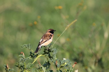 Asyalı taş ustası, Saksonya maurus, bir çalılıkta.. 