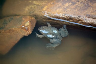 Eritre pençeli kurbağa, Xenopus clivii, Etiyopya 'nın kahverengi sularıyla dolu bir gölette. 