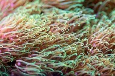 Yumuşak mercan türünün dokunaçları Pachyclavularia ihlali