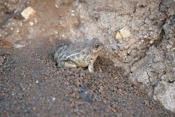 Genel kum kurbağası, Tomopterna kriptotis, kahverengi toprakta, Etiyopya. 