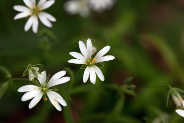 Bataklık dikişi çiçeği, Stellaria palustri