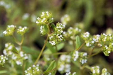 Valerianella rimoza bitkisinin infloresansı..