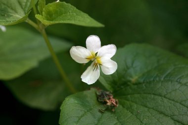 Kanada beyaz menekşesi çiçeği, Viola kanadensis  