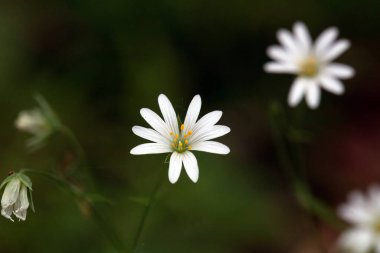 Bataklık dikişi çiçeği, Stellaria palustri