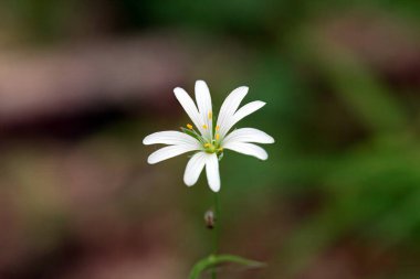 Bataklık dikişi çiçeği, Stellaria palustri