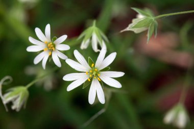 Bataklık dikişi çiçeği, Stellaria palustri