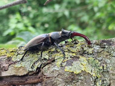 Avrupa erkek böceği, Lucanus cervus, bir dal üzerinde. 