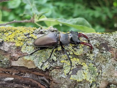 Avrupa erkek böceği, Lucanus cervus, bir dal üzerinde. 