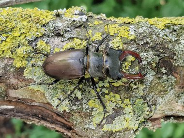 Avrupa erkek böceği, Lucanus cervus, bir dal üzerinde. 