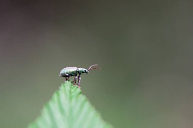 Yaprağın üzerinde gümüş yeşili bir buğday biti, Phyllobius Argentatus.. 