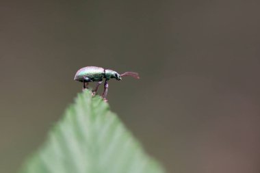 Yaprağın üzerinde gümüş yeşili bir buğday biti, Phyllobius Argentatus.. 