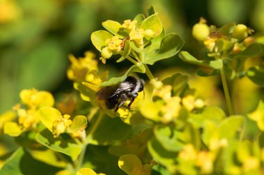 Küllü bir maden arısı, Andrena Cineraria, bir çiçeğin üzerinde.