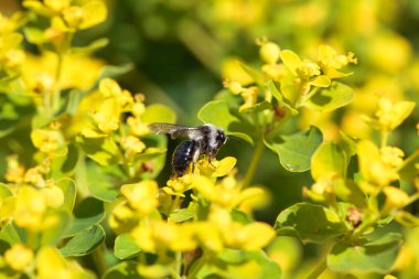Küllü bir maden arısı, Andrena Cineraria, bir çiçeğin üzerinde.