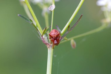 Bir bitki üzerindeki Araneus sturmi türünün örümceği.. 
