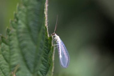 İnci Yeşil Lacewing, Chrysopa Perla, bir yaprak üzerinde. 
