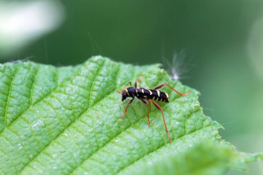 Uzun boynuzlu böceği taklit eden bir eşek arısı, Clytus arietis, bir yaprak üzerinde.