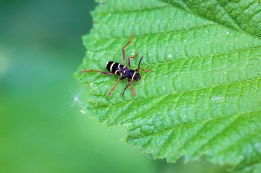 Uzun boynuzlu böceği taklit eden bir eşek arısı, Clytus arietis, bir yaprak üzerinde.
