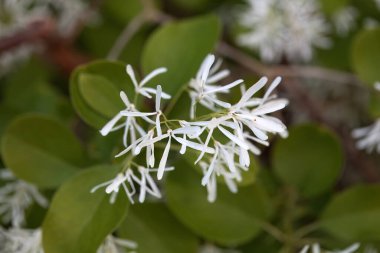 Çin yapımı bir freskin makro fotoğrafı, Chionanthus retusus