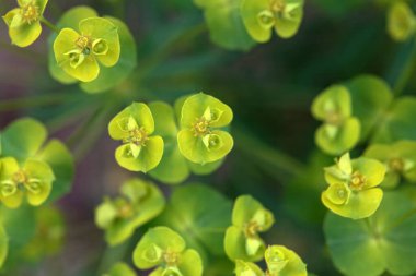 Yeşil bir filizlenme, Euphorbia esula