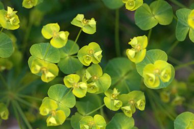 Yeşil bir filizlenme, Euphorbia esula