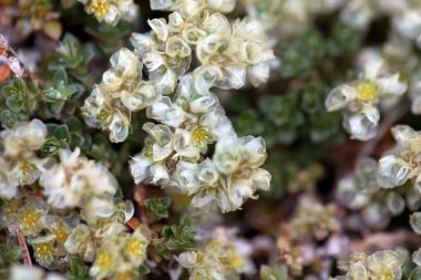 Paronychia Kapela Planının İnfloresanı