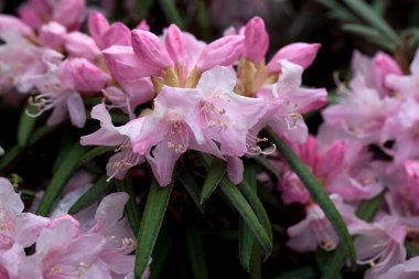 Bir Rhododendron otobüsünün enfloresansı