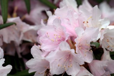 Bir Rhododendron otobüsünün enfloresansı