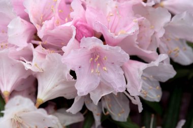 Bir Rhododendron otobüsünün enfloresansı