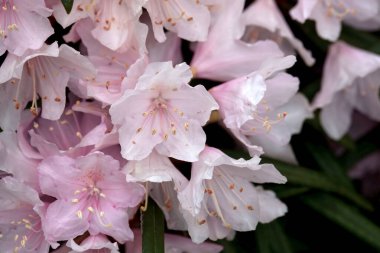 Bir Rhododendron otobüsünün enfloresansı