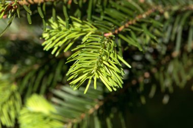 Veitch köknarı, Abies veitchii 'nin taze çekimlerinin makro fotoğrafı.