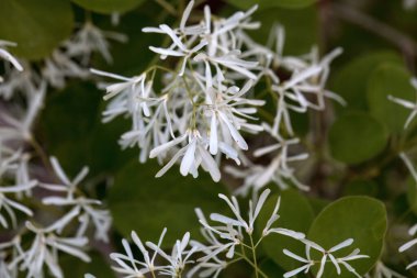 Çin yapımı bir freskin makro fotoğrafı, Chionanthus retusus