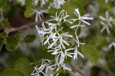 Çin yapımı bir freskin makro fotoğrafı, Chionanthus retusus