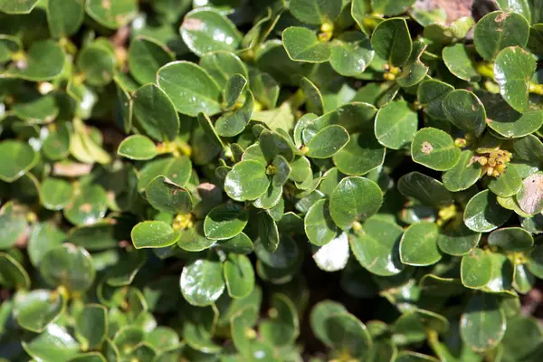 Salix retusa shru 'nun yaprakları.
