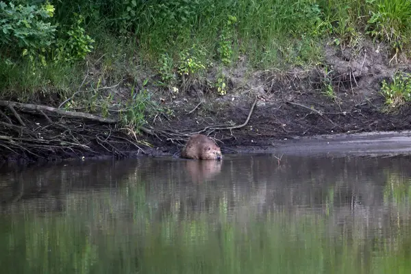 Avrasya kunduzu, Castor fiber, Orta Almanya 'da bir nehirde.. 