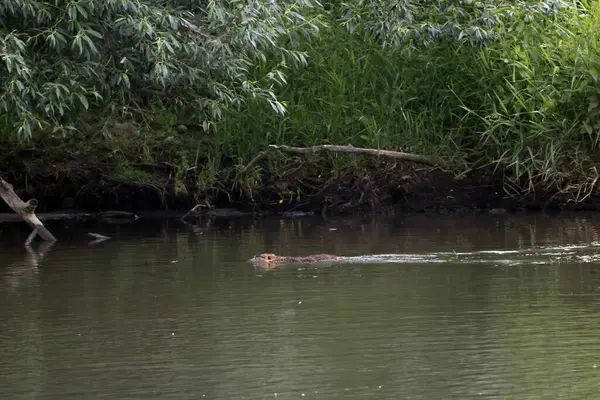 Avrasya kunduzu, Castor fiber, Orta Almanya 'da bir nehirde.. 