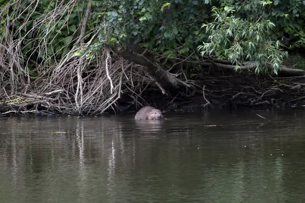 Avrasya kunduzu, Castor fiber, Orta Almanya 'da bir nehirde.. 