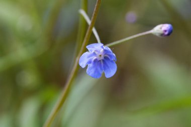 Bir Omphalodes nitida planının çiçeği