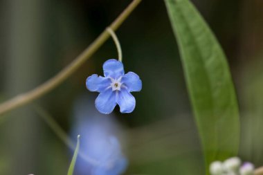 Bir Omphalodes nitida planının çiçeği