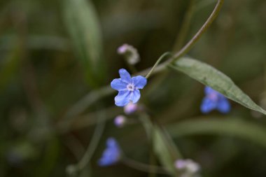 Bir Omphalodes nitida planının çiçeği