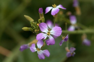 Yabani turp bitkisinin çiçeği, Raphanus raphanistrum.