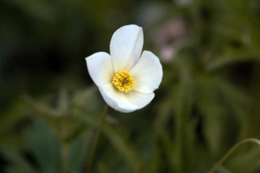 Kanada şakayığı çiçeği, Anemone canadensis