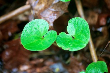 Hazelworth yaprakları, Asarum europaeum, bir ormanda.
