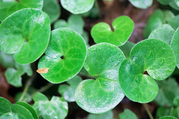 Hazelworth yaprakları, Asarum europaeum, bir ormanda.