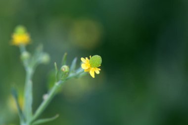 Kereviz çiçeği çiçekli düğün çiçeği, Ranunculus Sceleratus