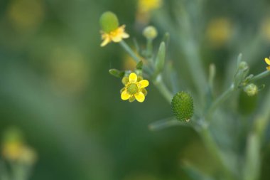 Kereviz çiçeği çiçekli düğün çiçeği, Ranunculus Sceleratus